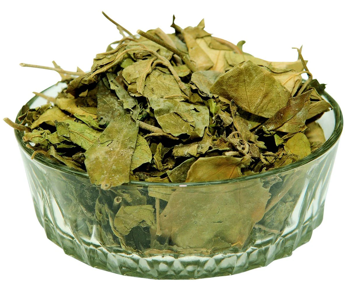 Premium wholesale Gudmar Gymnema sylvestre leaves Neemuch Manish Enterprises
