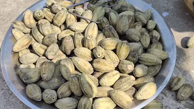 Premium wholesale Hingot Balanites aegyptiaca seeds Neemuch Manish Enterprises