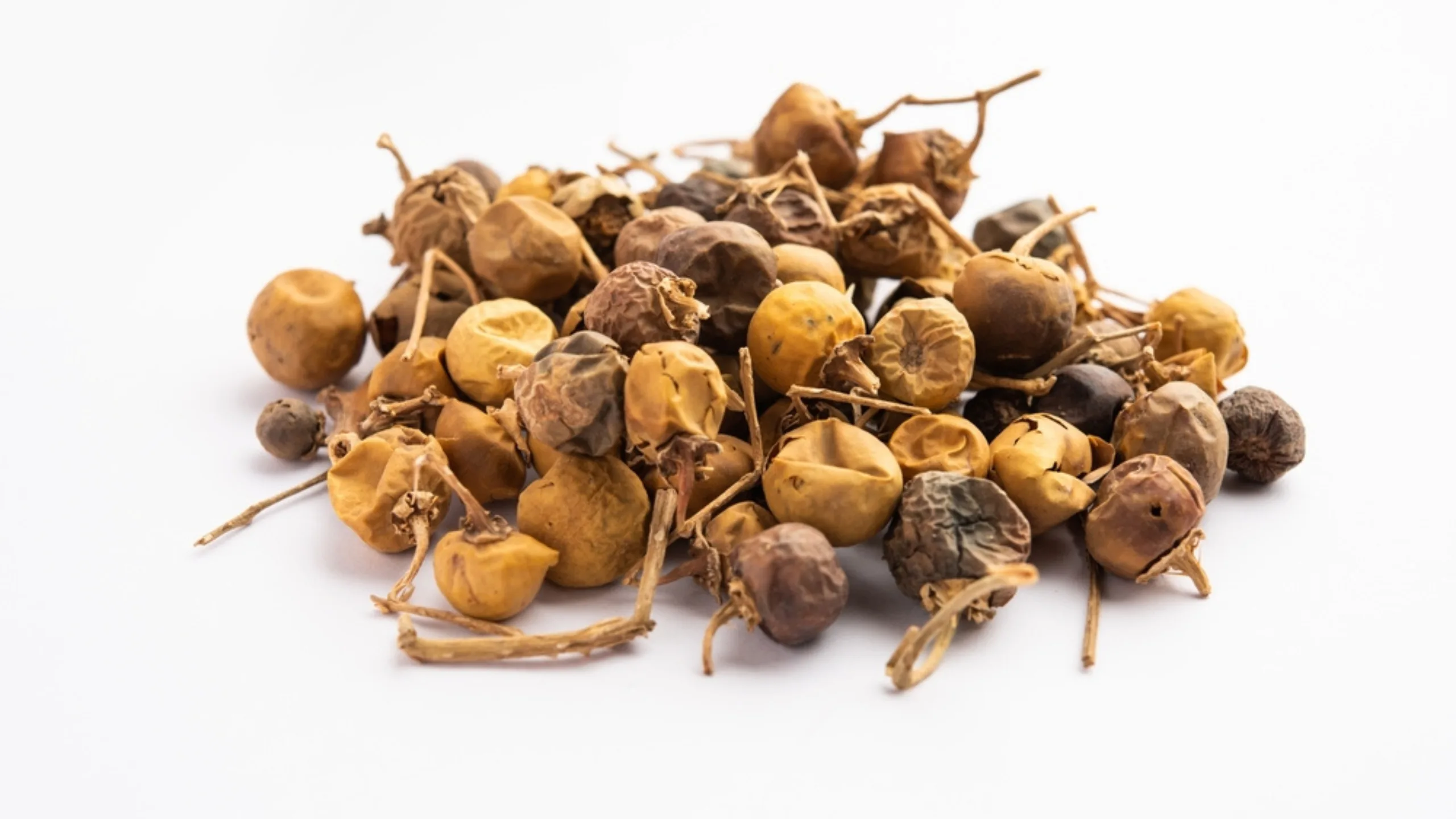 Premium wholesale Kantkari Solanum xanthocarpum dried plant Neemuch Manish Enterprises